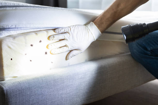 Best Best Pest Control Companies  in Canton, IL